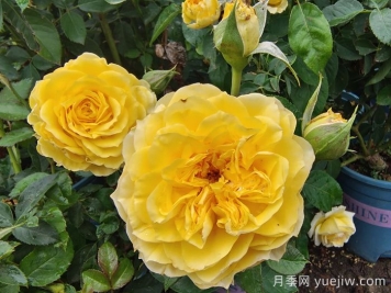 月季花的基本知識有哪些？