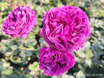 月季、玫瑰和薔薇到底有哪些不同？