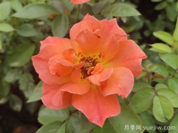 做足功課，迎接杭州人的高架月季專屬浪漫