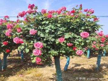 春季栽植，怎樣才能避免月季樹(shù)假活？