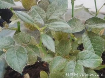 春季月季爆發(fā)紅蜘蛛了，該怎么辦？