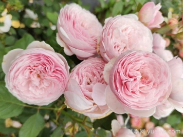 瑞典女王月季花的優(yōu)點和缺點是什么？