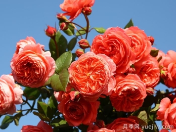 夏日花火月季的優(yōu)缺點？
