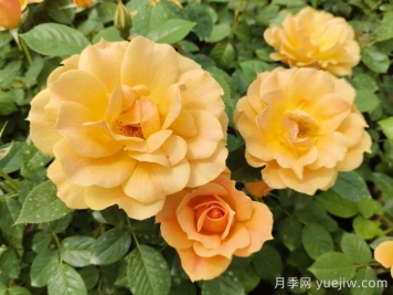 黃月季哪個(gè)品種最好養(yǎng)勤花？