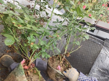 月季花盆栽的品種選擇和修剪要點