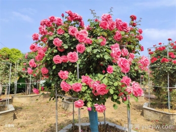 南陽(yáng)的山木香樹月季嫁接的粉扇和緋扇是國(guó)月嗎
