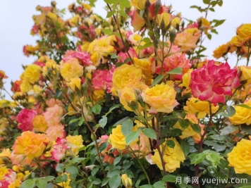 藤彩虹月季和微彩虹月季的區(qū)別？