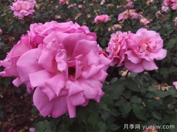 月季用藥指南，讓月季遠離病蟲害
