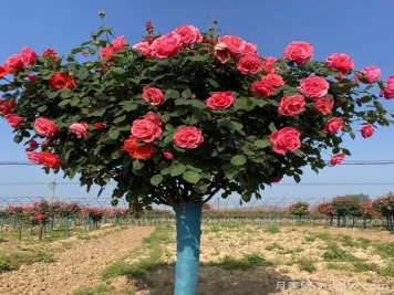 樹狀月季一年開幾次花？