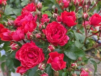 如何修剪月季延長(zhǎng)花期？
