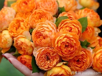蜂蜜焦糖月季有哪些優(yōu)缺點？