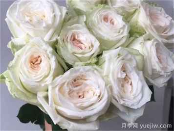 白哈娜月季的優(yōu)缺點是什么？