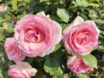 想體驗(yàn)坐擁花海，6款藤本月季助你春花無憂