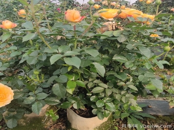 月季強(qiáng)筍爆長(zhǎng)會(huì)影響開(kāi)花嗎？