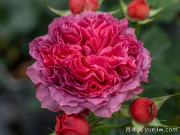 朱砂碗月季的優(yōu)缺點是什么？