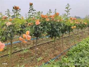 哪種樹狀月季開花多花期長？