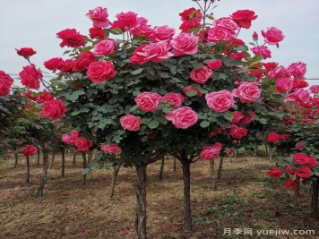 樹(shù)狀月季怎么養(yǎng)護(hù)?
