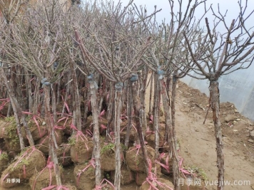 樹(shù)狀月季花能耐零下多少度低溫？