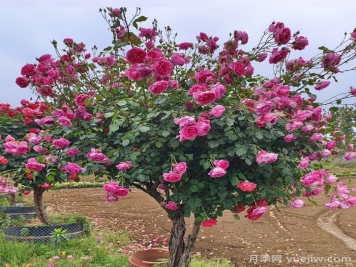 樹(shù)狀月季是喬木還是灌木？