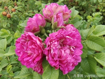 四季玫瑰與月季的差異解析及價(jià)格參考
