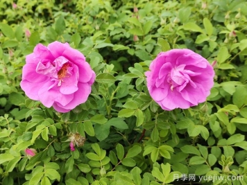 春天是否有四季玫瑰花？