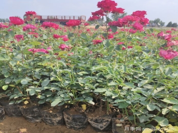 月季苗什么時候移栽好？夏天能買月季苗么？