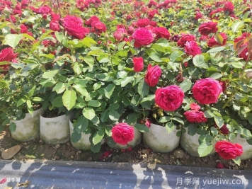 月季苗什么季節(jié)種植最好？春秋季種月季注意點