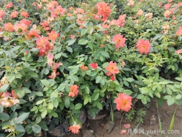 月季苗小不要緊，教你半年長成兩加侖開爆花