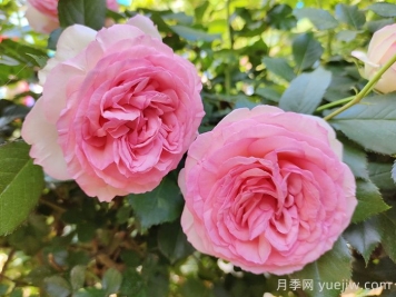月季枯萎了還能活過來嗎？月季花垂頭了怎么補救？