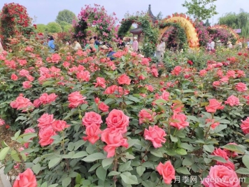 第三屆世界月季博覽會(huì)，南陽免費(fèi)賞花攻略地圖