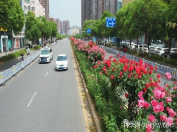 第三屆世界月季博覽會(huì)，南陽寶藏月季花打卡點(diǎn)