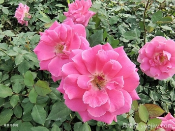 月季開花期，停肥是什么操作？