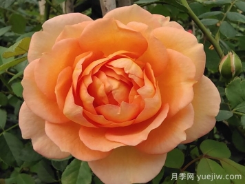 夏洛特夫人月季介紹及優(yōu)缺點?