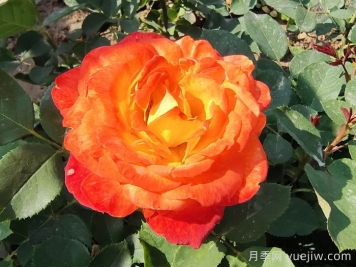 月季花品種識別技巧