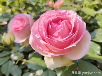 龍沙寶石，最受歡迎的粉色藤本月季，無法抗拒的魅力