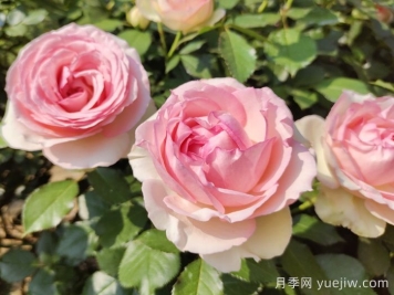龍沙寶石月季一年能開幾次花？