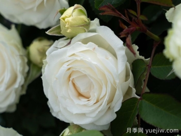云夢月季
