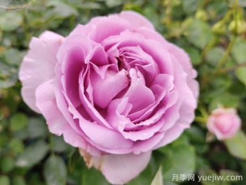 推薦5種藍色網(wǎng)紅月季，花量大花期長