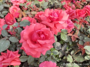 新鄉(xiāng)原陽：小城街頭，月季綻放