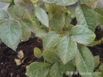 月季又有紅蜘蛛了，該怎么處理？