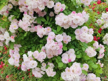 玫瑰、月季、薔薇怎么區(qū)分？你認識真正的月季花嗎？