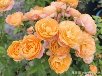 推薦十大經(jīng)典灌木月季品種