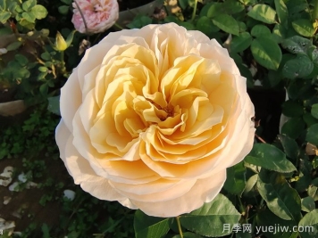 朱麗葉月季的花朵表現(xiàn)怎么樣？