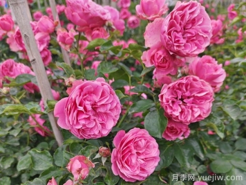 8種高顏值又好養(yǎng)的月季花，唯美驚艷