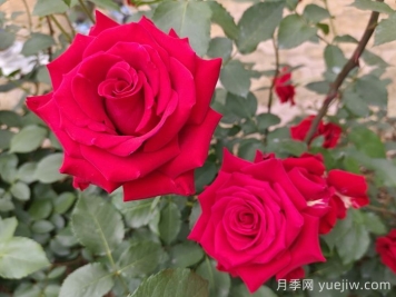 薔薇、月季、玫瑰怎么區(qū)分？