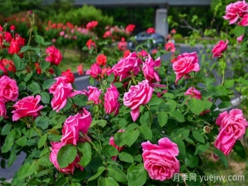 洛陽(yáng)：月季花開(kāi)香滿(mǎn)城，打卡地點(diǎn)送給你