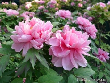 如何區(qū)分芍藥和牡丹？
