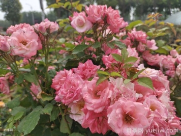藤櫻霞月季的優(yōu)缺點是什么？