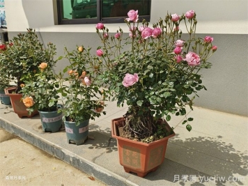 盆栽月季老是死？陽(yáng)臺(tái)如何養(yǎng)好盆栽月季？