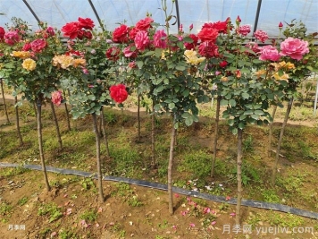 南陽月季：科技賦能產(chǎn)業(yè)，創(chuàng)新領(lǐng)航花卉